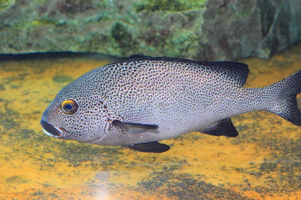 Восточные сладкие губы (Plectorhinchus picus) в Японии — стоковое фото